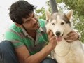 Meet the majestic Siberian Husky