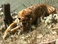Video : Tigers at Corbett poisoned or beaten to death