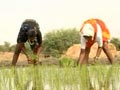 Video : 2012 Monsoon: Bumper crop or devastating drought?