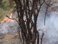 Video : Major forest fire at LoC spreads to minefield, triggers mine blasts