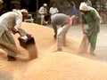 Video: Food activists slam wheat export decision