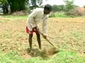 Video : Weak monsoon in Jharkhand, farmers fear drought