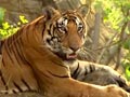 Video: How coal mining is fragmenting tiger habitats