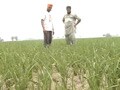 Video: With 68 per cent below normal rainfall, Punjab on the verge of drought