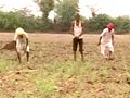 Video: Rain relief after crucial sowing period in Rajasthan