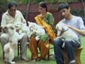 Heavy Petting with the Guptas
