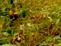 Video : Will food inflation increase due to the drought?