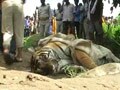 Video : Four tiger deaths in three months in Uttar Pradesh
