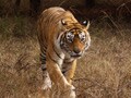 Video : Why India needs to discuss how to protect its biodiversity