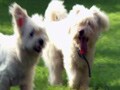 5 years of Good Times: More reasons to love your pet