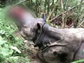 Video : Kaziranga rhino, mutilated by poachers, dies