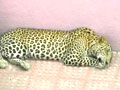 Video : More than four leopards killed every week in India