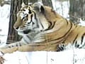Video : Saving the Amur tiger