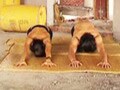 Yoga for purity