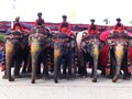 Video : Celebrating Dussehra in Mysore with Arjuna the elephant