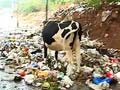 Video : After the rain, garbage and muck on Bangalore streets