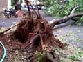 Video : Cyclone Nilam: Surfer video shows trees being uprooted