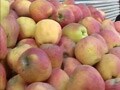 Video : In these elections, how do you like them apples?