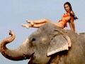 Hunt For The Kingfisher Calendar Girl 2013: Who charmed the elephant