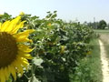 Investing in agricultural land? Follow these guidelines
