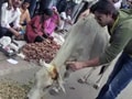 Keith comes to the rescue of stray cattle in Alwar