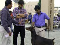 Cute doggies give Keith company in Hyderabad