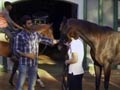 Meet the race horses