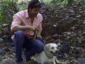 Training dogs to fight crime