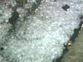Video: Overnight rain, hailstorm lash Delhi; temperature dips