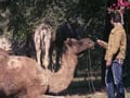 Keith visits a Camel rescue center