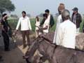 Keith meets the domesticated donkeys
