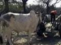 Meet the working animal - the bull