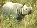 Video: Assam asks Centre for CBI probe into rhino