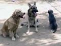 Animals are good actors too