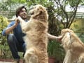 When animals turn therapists