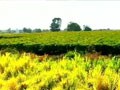 Video : Here's how a village in Maharashtra made itself drought-proof