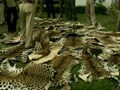 Video : 34 leopard deaths reported in Uttarakhand this year