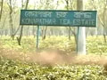 Video : A tea estate, bloodied by murder, waits for answers
