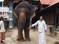 Keith meets temple elephants in Kerala