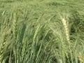 Video: Hail storm destroys crops worth Rs 800 crore in Madhya Pradesh