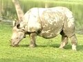 Video : Rhino population rises in Kaziranga: Census