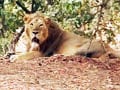Video: Drought hits animals at the Gir sanctuary