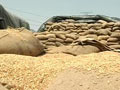 Video: Punjab's problem of plenty: Bumper wheat crop but no storage space