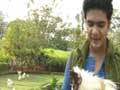 Promo: Meet the Chinese chicken breed - Silkie