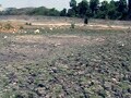 Video: Depleting groundwater in Kerala: Palakkad staring at severe drought
