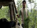 Promo: Paras meets the Jersey Cow in Shimla