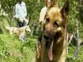 Promo: Heavy Petting with two adorable dogs
