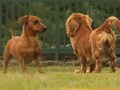 Paras plays around with three amazing dogs