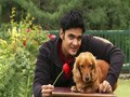 Heavy Petting with adorable dogs in Baldeyan
