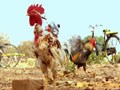 Cock fighting in Chhattisgarh